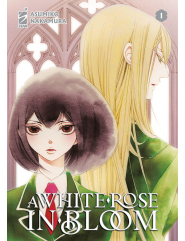 A White Rose in Bloom 1